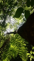 Cyathea costaricensis