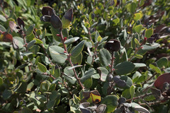 Arctostaphylos morroensis