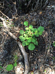 Rubus ellipticus obcordatus