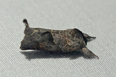 Clostera apicalis