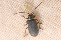 Trirhabda geminata