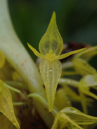 Green Bonnet Orchid