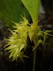 Pleurothallis ruscifolia