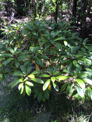 Clermontia parviflora