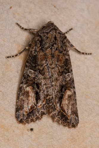 Brown Woodling photo 5