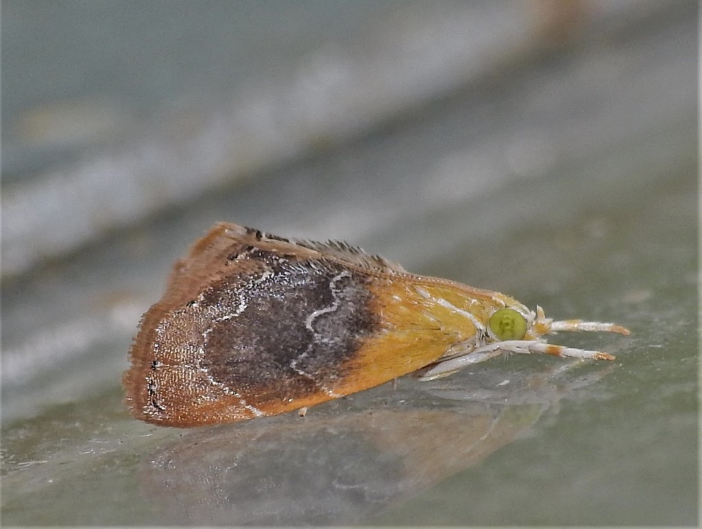 Black-patched Glaphyria Moth