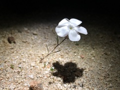 Linanthus dichotomus