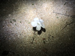 Linanthus dichotomus