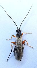 Earinus limitaris