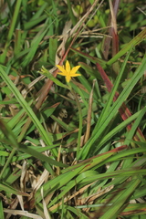 Hypoxis decumbens