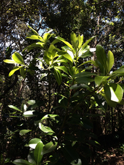 Myrsine lessertiana