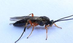Earinus limitaris