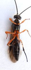 Earinus limitaris