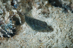 Asterropteryx semipunctata