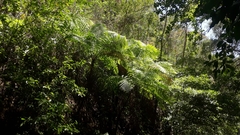 Cyathea costaricensis