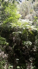 Cyathea costaricensis