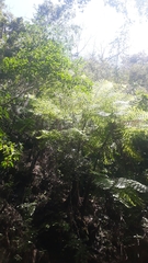 Cyathea costaricensis