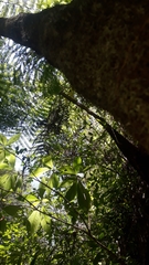 Cyathea costaricensis