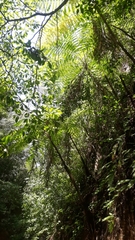 Cyathea costaricensis