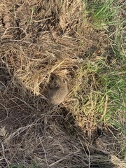 Sminthopsis crassicaudata