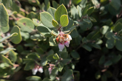 Arctostaphylos morroensis