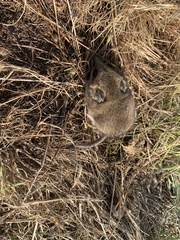 Sminthopsis crassicaudata