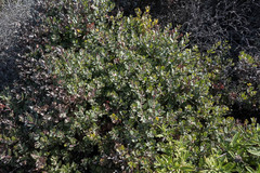 Arctostaphylos morroensis