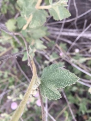 Malacothamnus foliosus