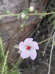 Malacothamnus foliosus