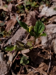 Viola tripartita