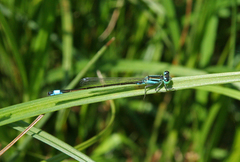 Ischnura elegans
