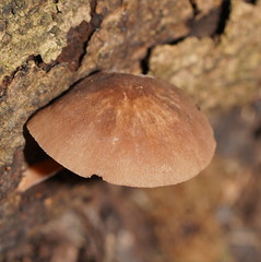 Lentinellus tasmanicus