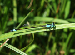 Ischnura elegans