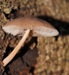 Lentinellus tasmanicus
