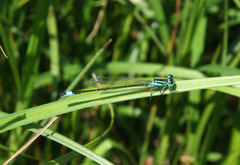 Ischnura elegans