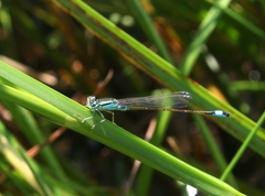 Ischnura elegans