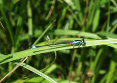 Ischnura elegans