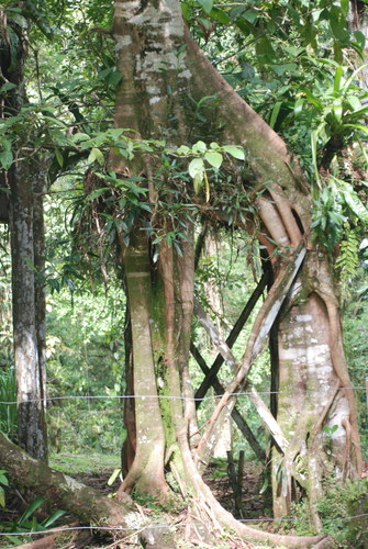 Ficus aurea - Trunk and roots