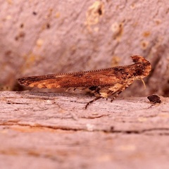 Prostomeus brunneus