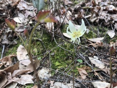 Erythronium citrinum