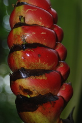 Heliconia imbricata