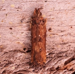 Prostomeus brunneus