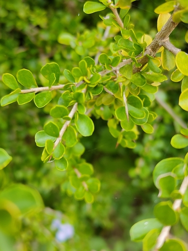 Image of Pittosporum spinescens by (c) Tony van Kampen, some rights reserved (CC BY)