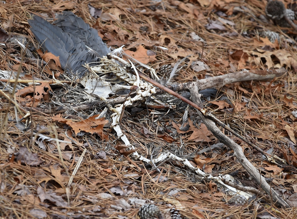 Great Blue Heron from 484 Randall Rd, Ridge, NY 11961, USA on March 27 ...