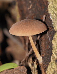 Lentinellus tasmanicus
