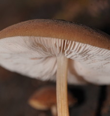 Lentinellus tasmanicus