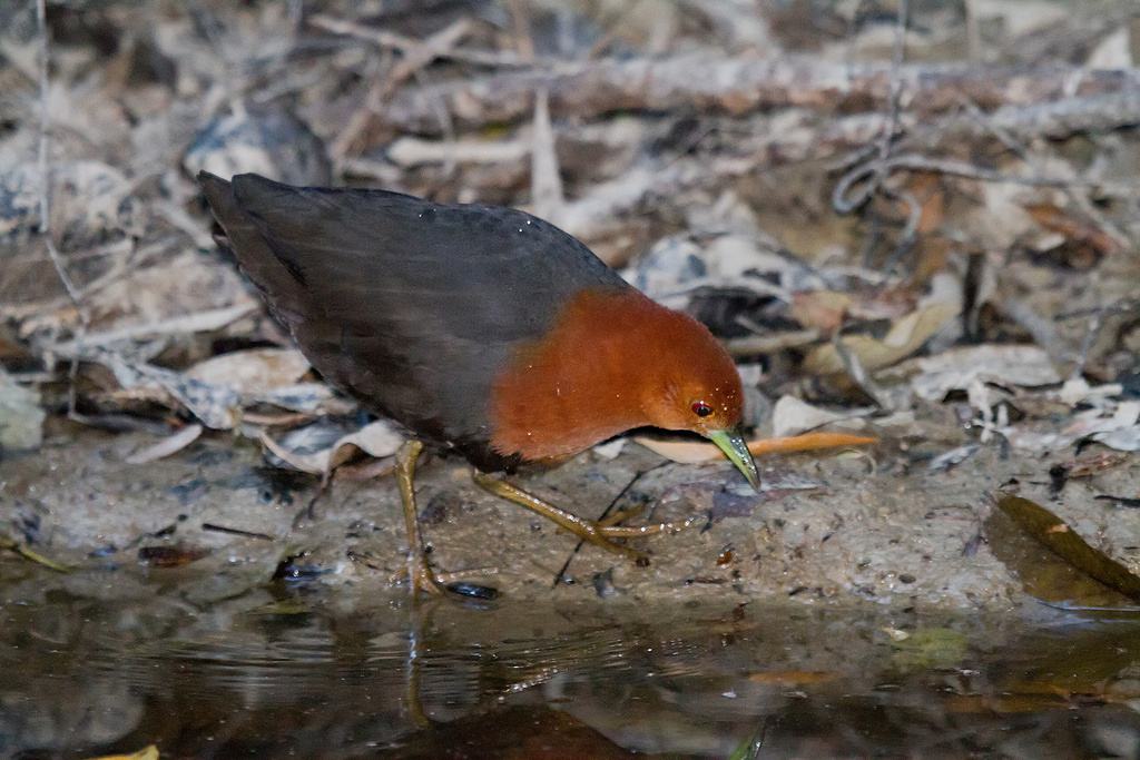 Red-necked Crake photo