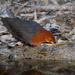 Red-necked Crake - Photo (c) Geoff Walker, some rights reserved (CC BY-NC), uploaded by Geoff Walker