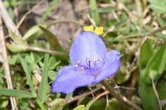 Tradescantia humilis