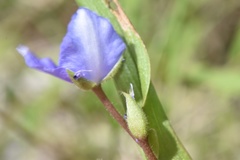 Tradescantia humilis